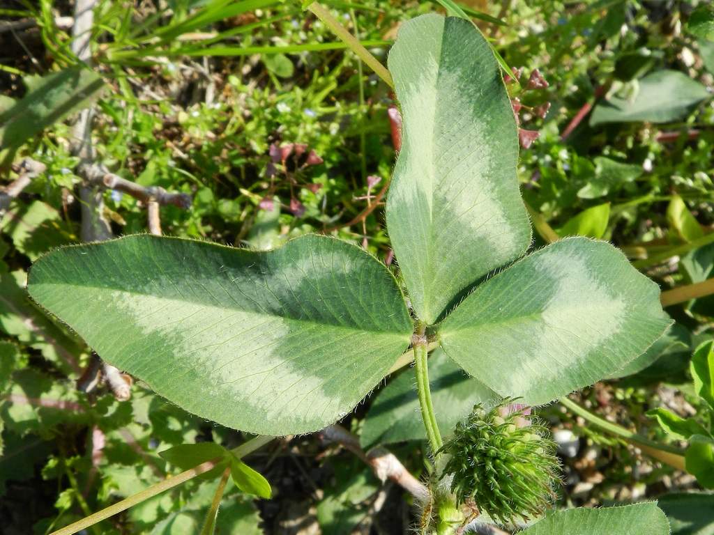 Trifolium pratense